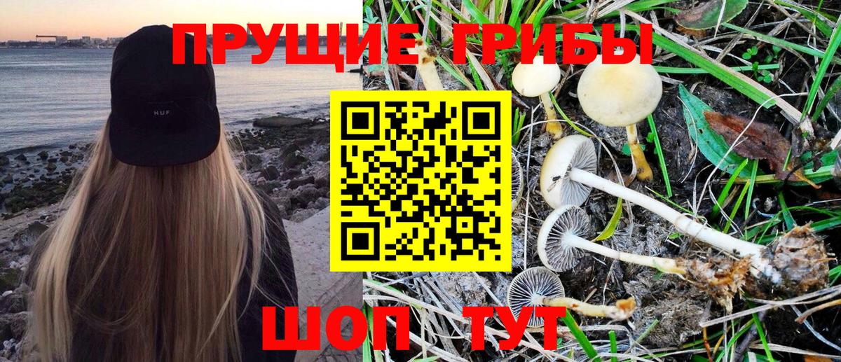 Псилоцибиновые грибы GOLDEN TEACHER  Бутурлиновка  Псилоцибиновые грибы Psilocybe 